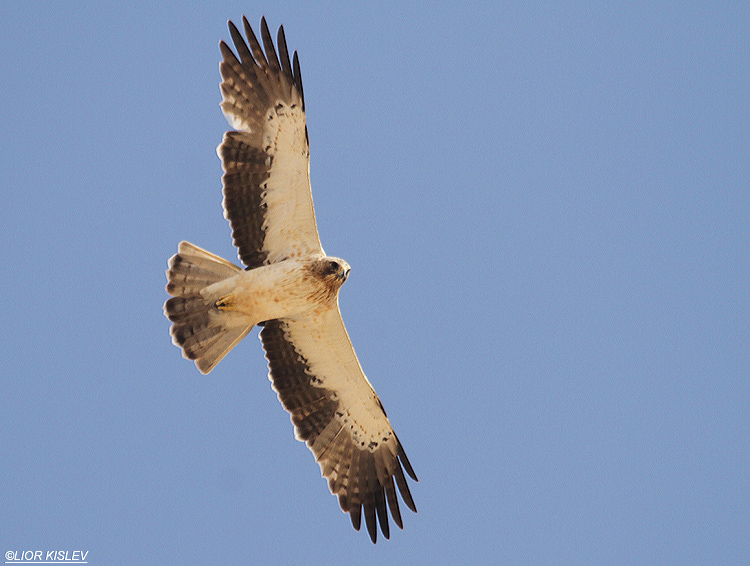 Booted Eagle Hieraaetus pennatus    .Kibbutz Lotan , Israel 31-03-12. Lior Kislev